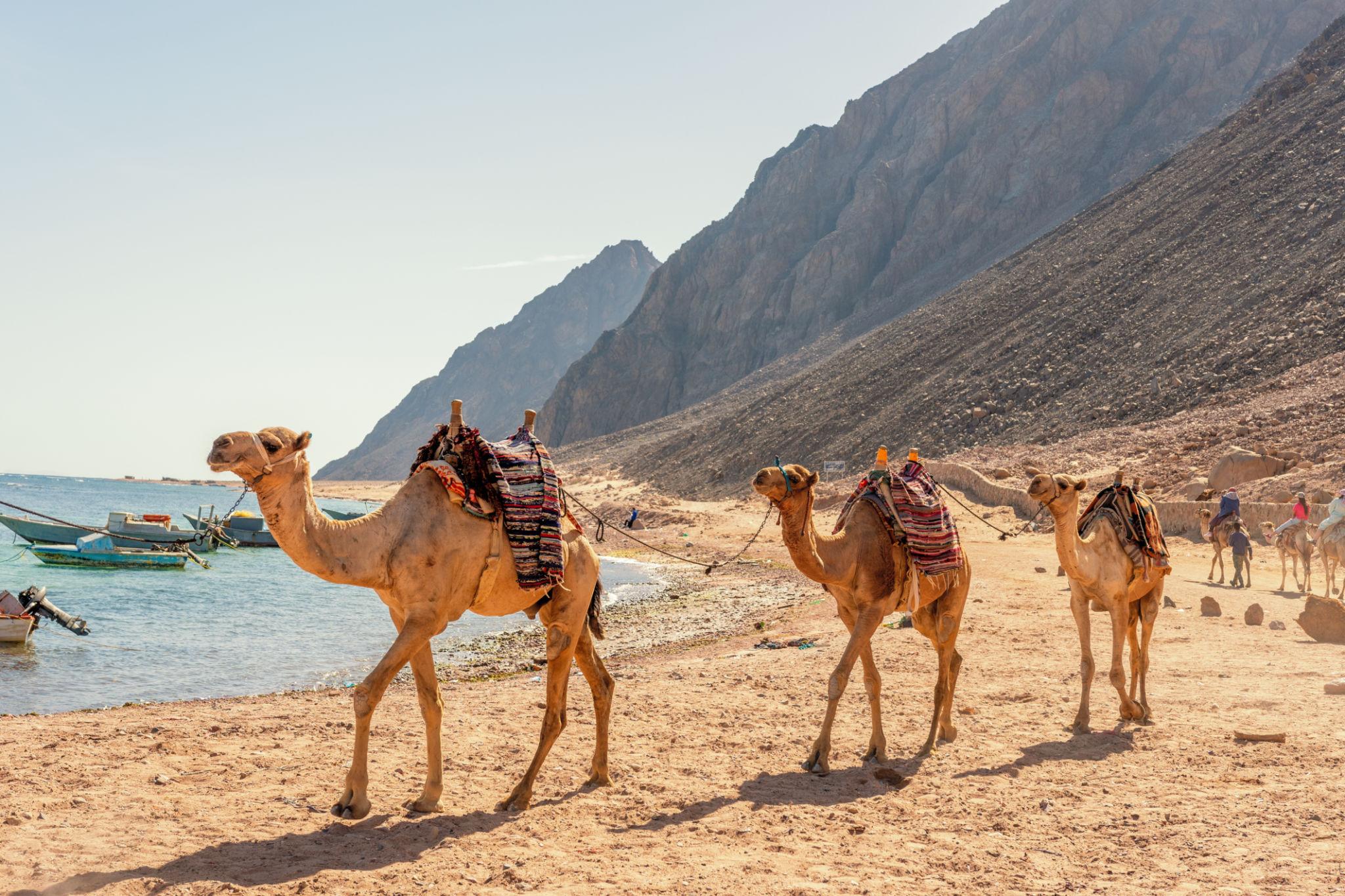 Egy Nile Tours