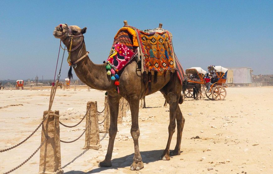 Egypt Highlights Tour – 8 Days Cairo, Alexandria, Luxor & Aswan